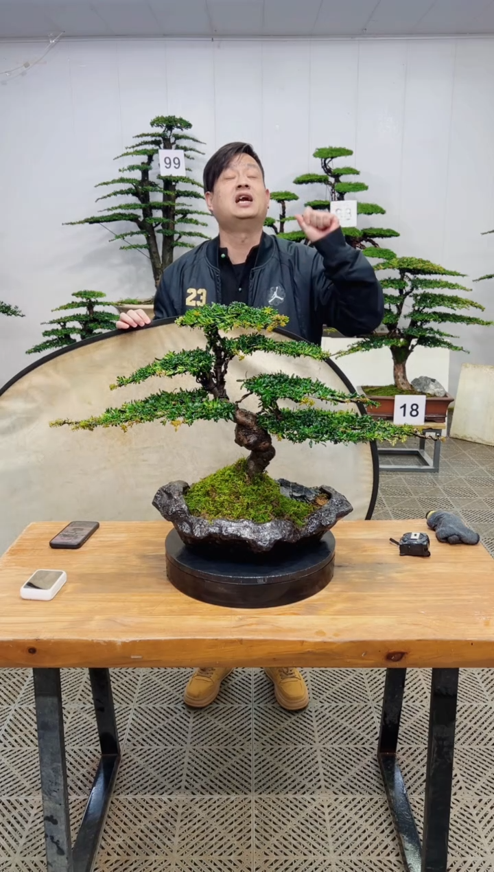 无花朵造型盆景一物一拍