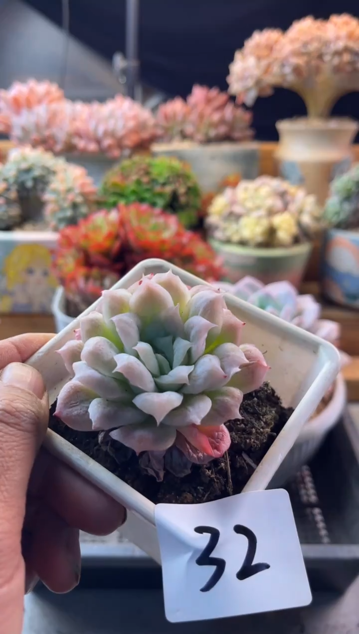 12.20-32泡泡纱裙11111111