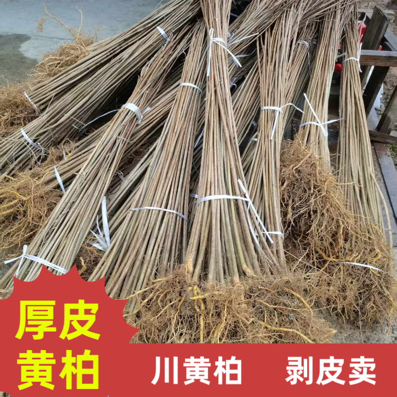 川黄柏苗现挖现发基地直销。顺丰圆通极兔包邮