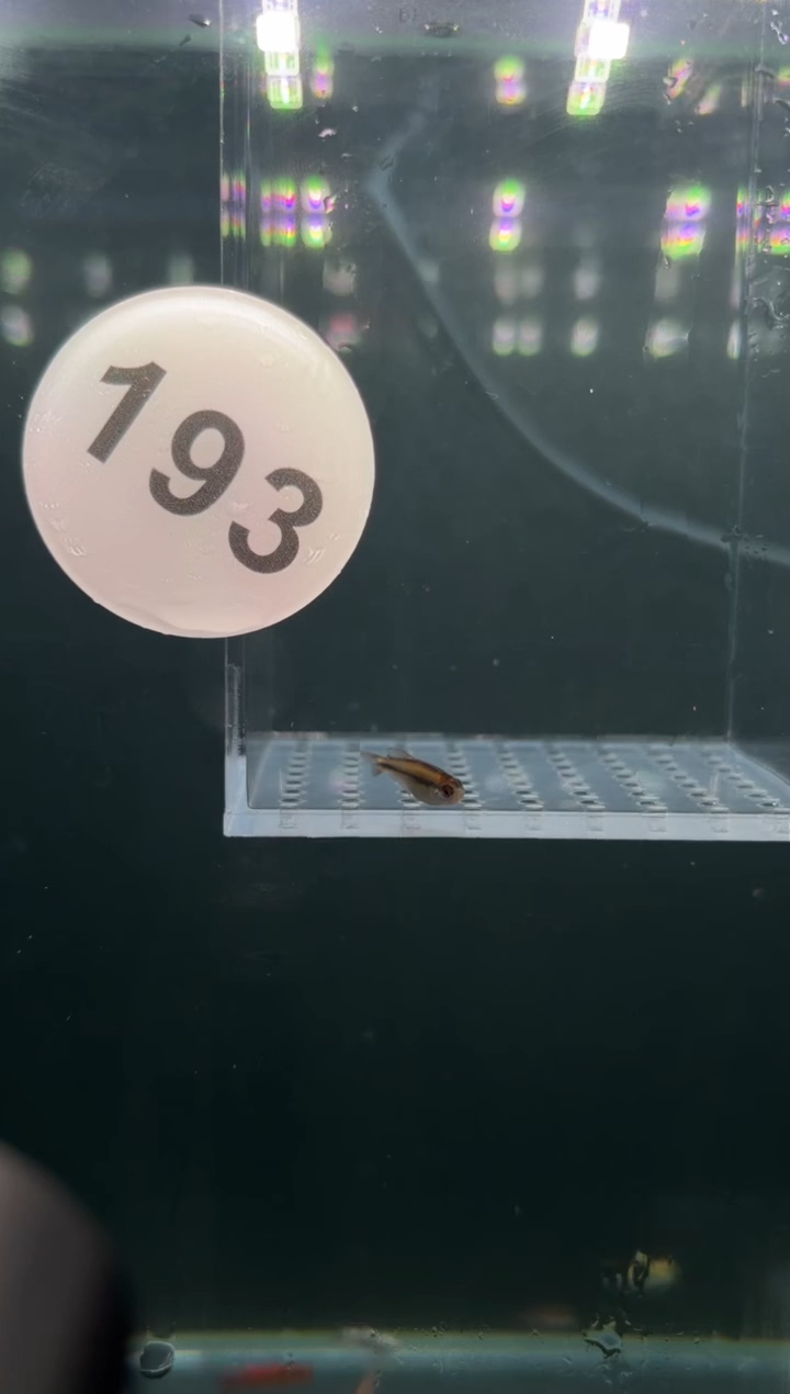 灯科鱼一*【193】新流域彩虹魔鬼