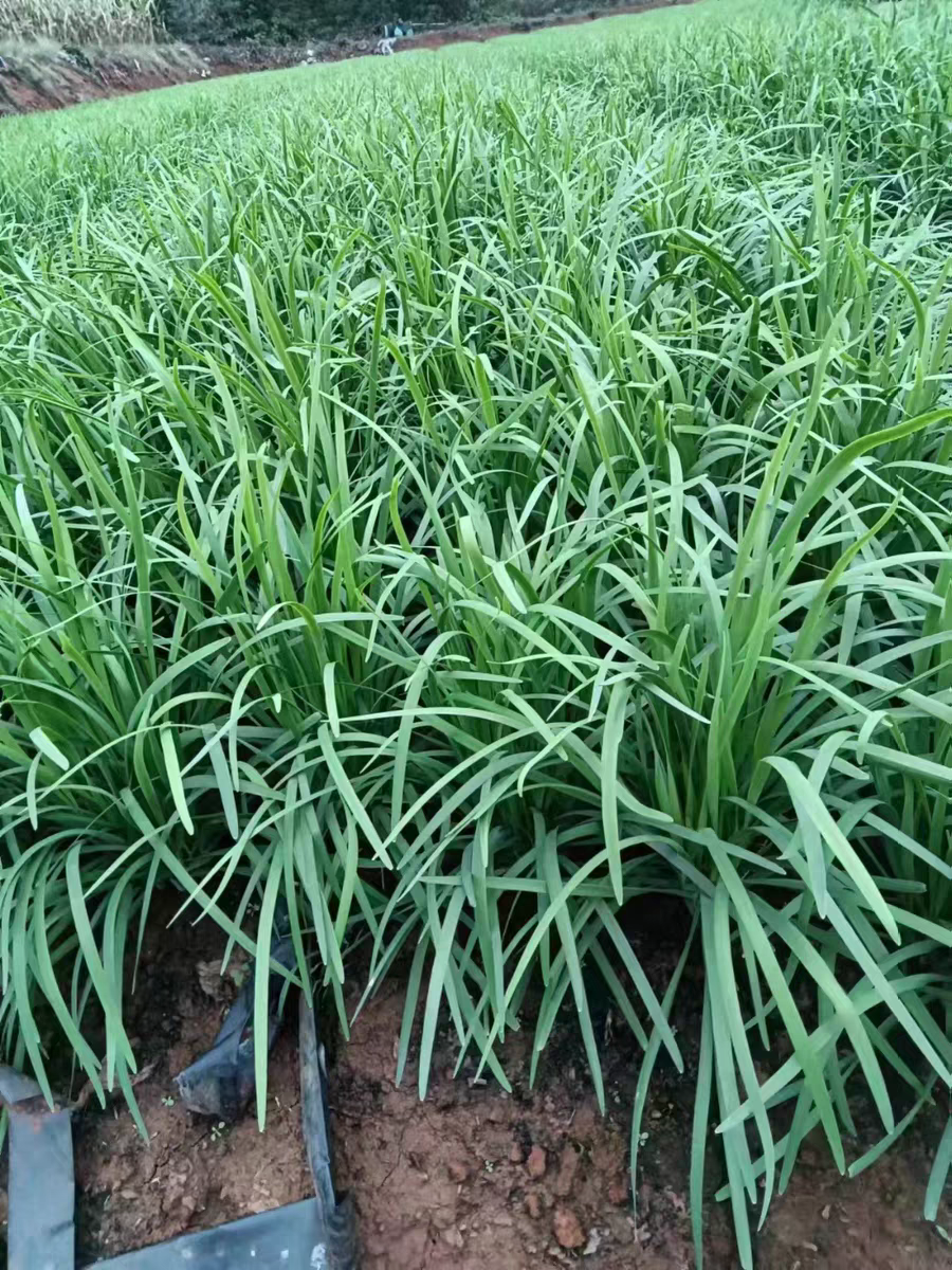 糯玉韭菜新鲜采摘口感好甜糯种子