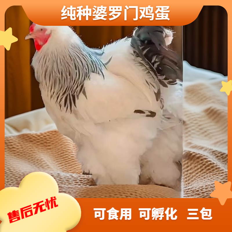 纯种婆罗门观赏鸡蛋10枚 可食用 可孵化 售后有保障