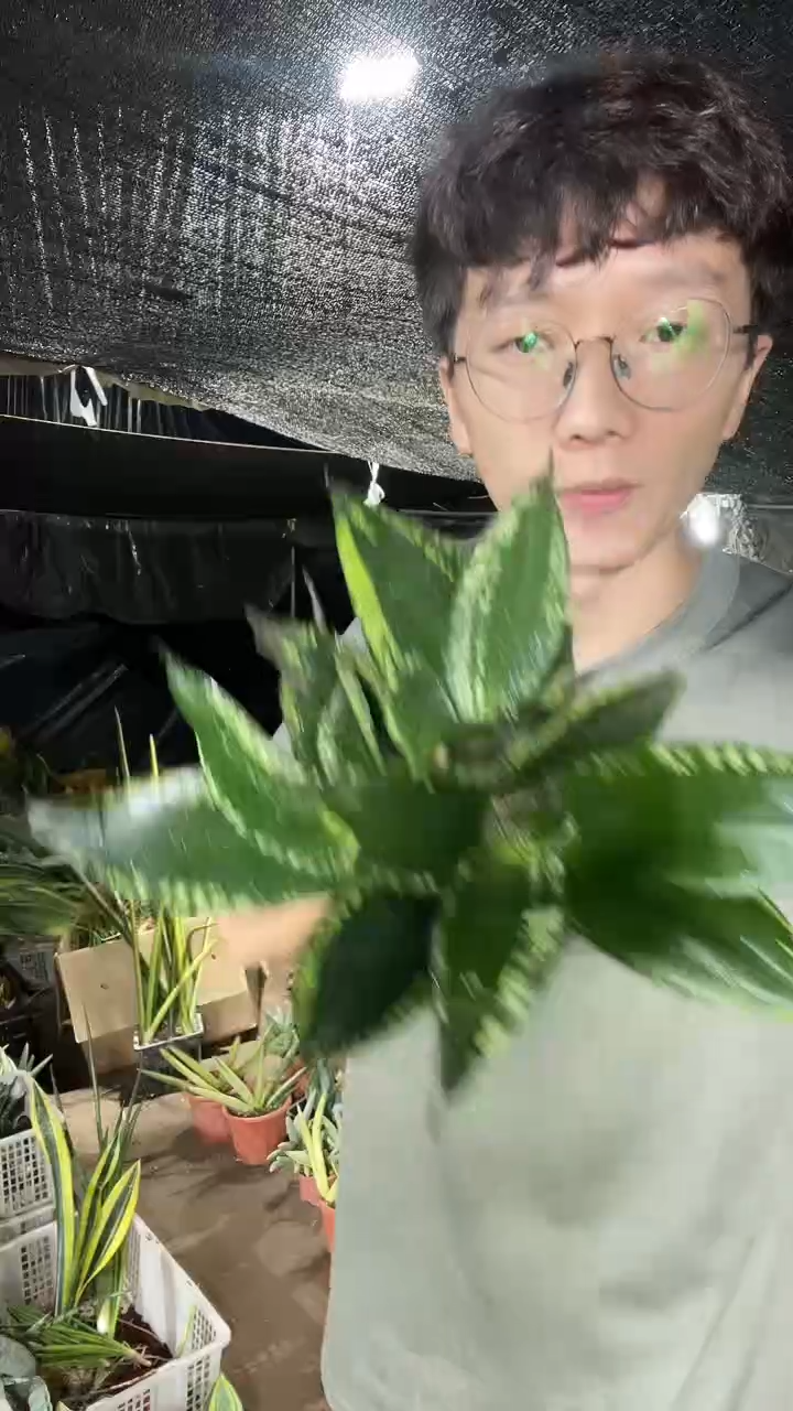 矮脚星空裸根4棵9.9