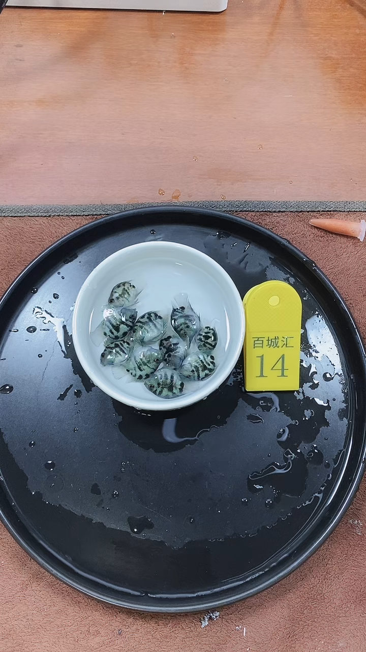 海水鱼12434768909