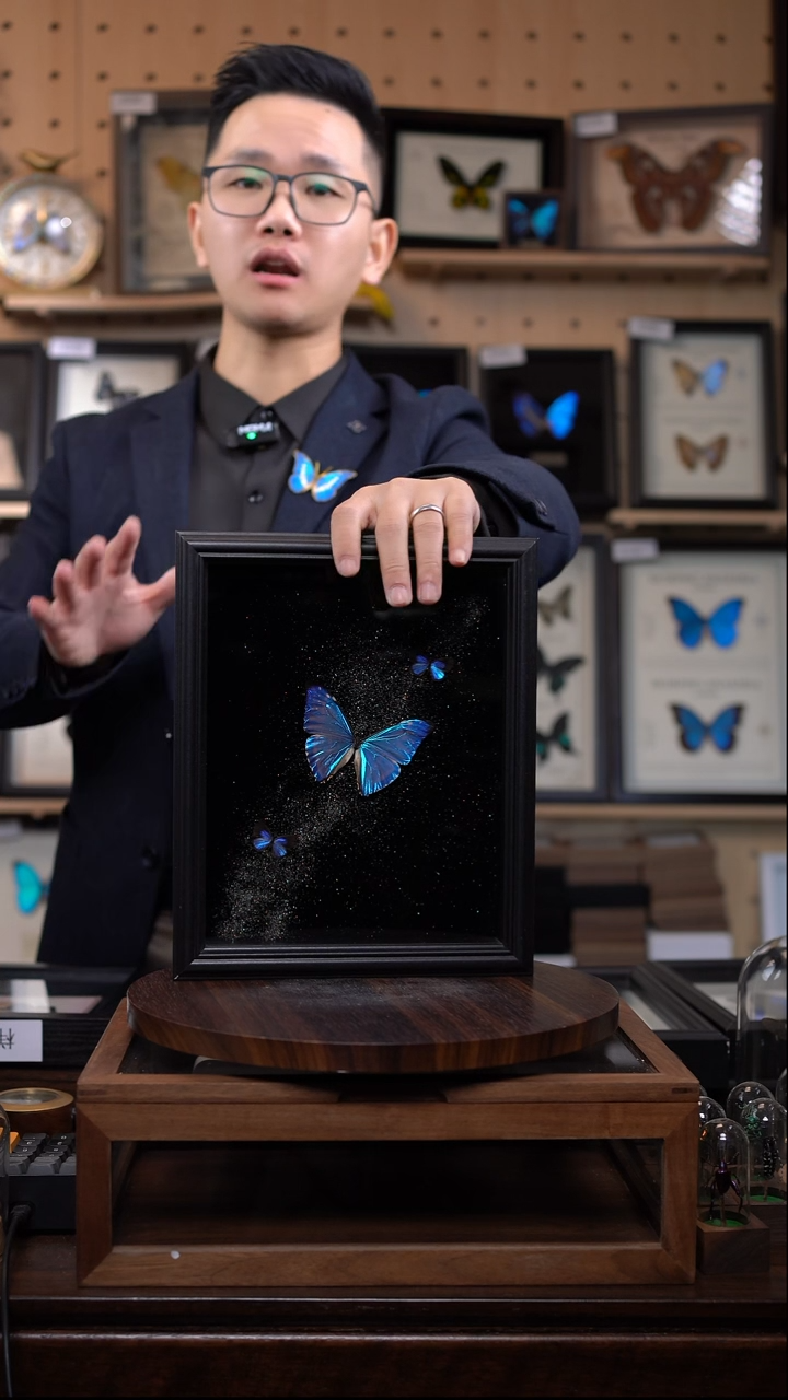 西风+雅灰蝶组合