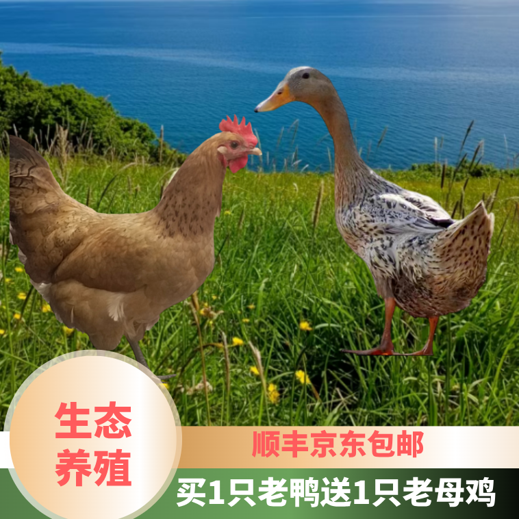买一只4年老鸭送一只3年老母鸡 宰杀好净重8.5-9斤 顺丰冷链直达