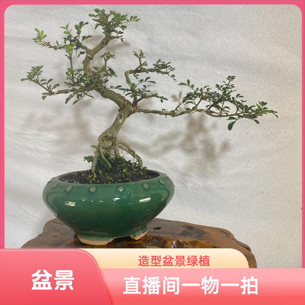 盆景盆栽绿植素材老桩办公室庭院造型适合适合南北方种植