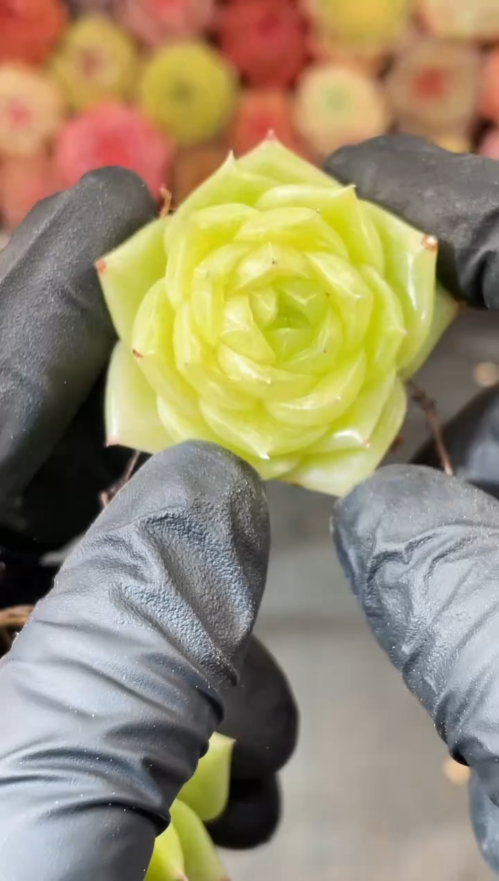 4-30 金色祭司3-4厘米 量拍发一颗