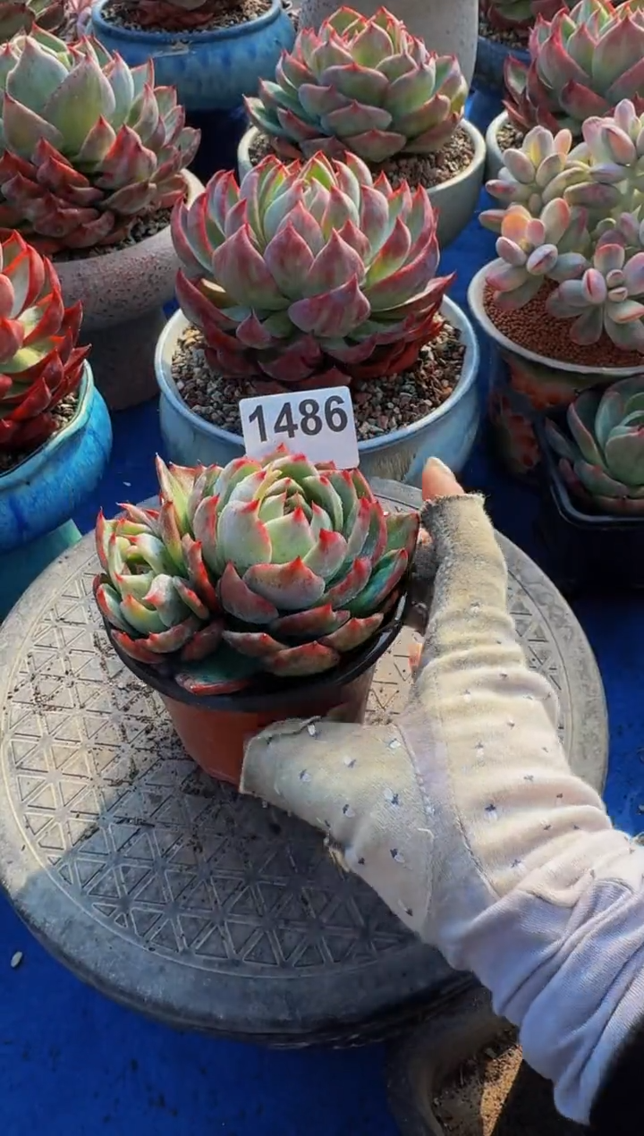 【闪购商品】1486惊鸿仙子（裸根发货）不包整