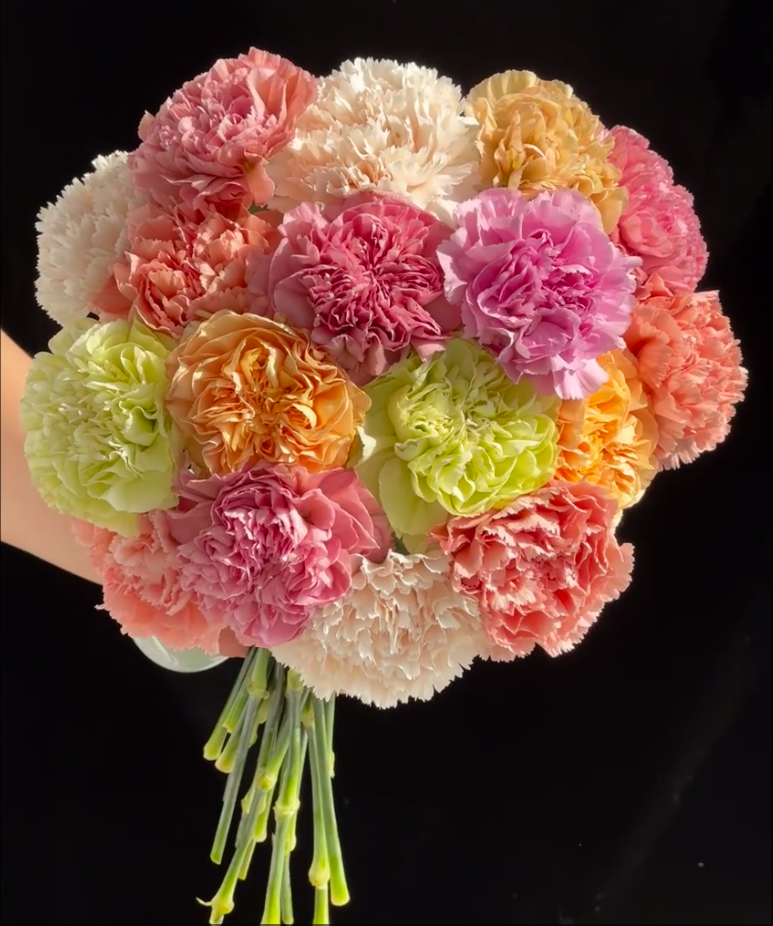 【大聪明卖花】混色四拼单头康乃馨任意2单鲜花升级快递