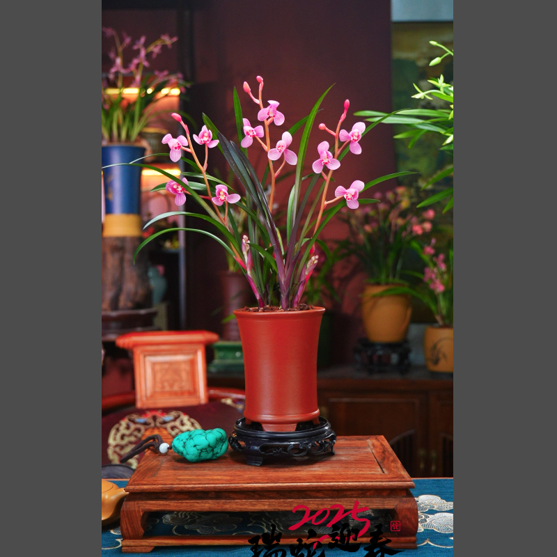 建兰红盆[红草红荷]带花剑带紫砂花盆种好室内客厅盆景好养