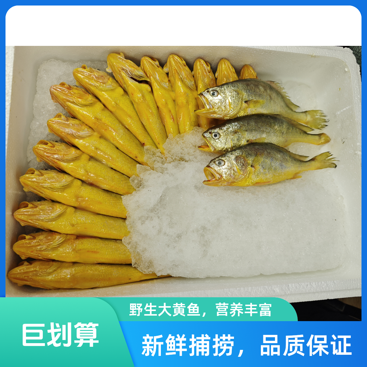 冰鲜深海野游小黄鱼      3斤