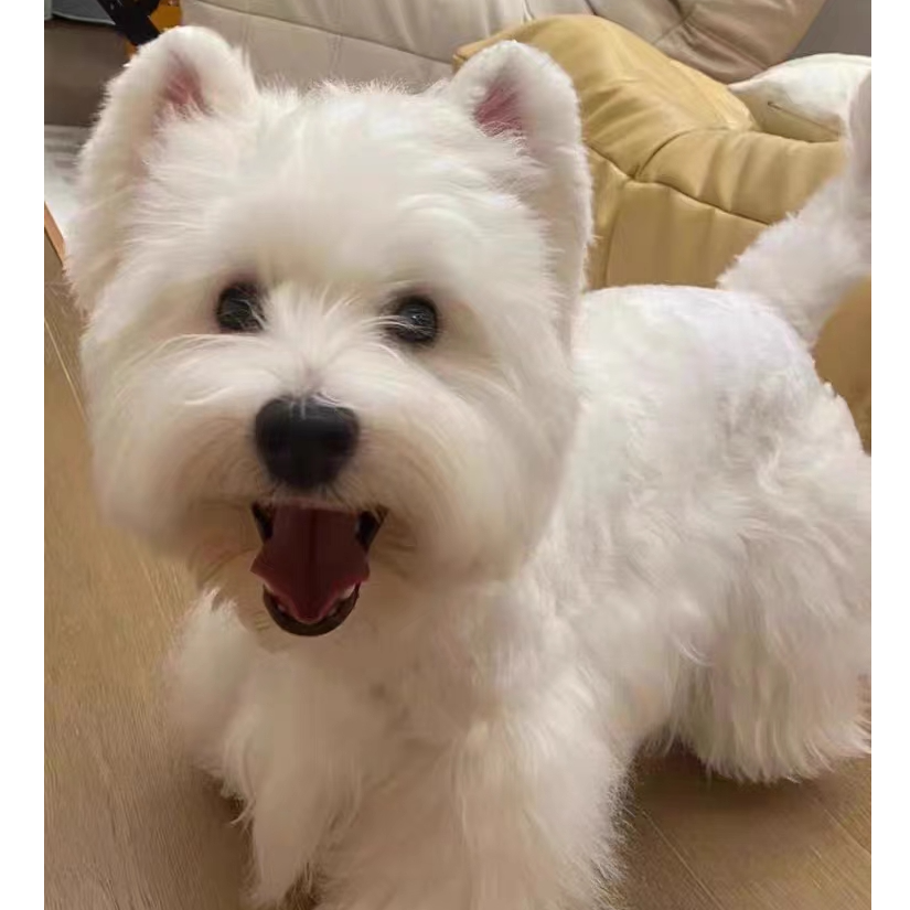 贵宠物大雪姐家活体宠物专用链接