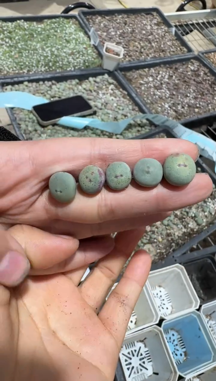 【闪购商品】1.12-471