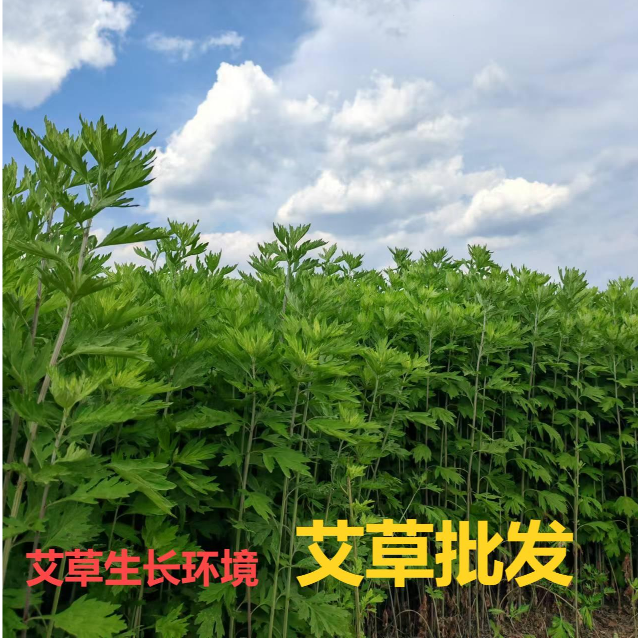 艾草批发端午安康诸事顺利家具自用走亲访友