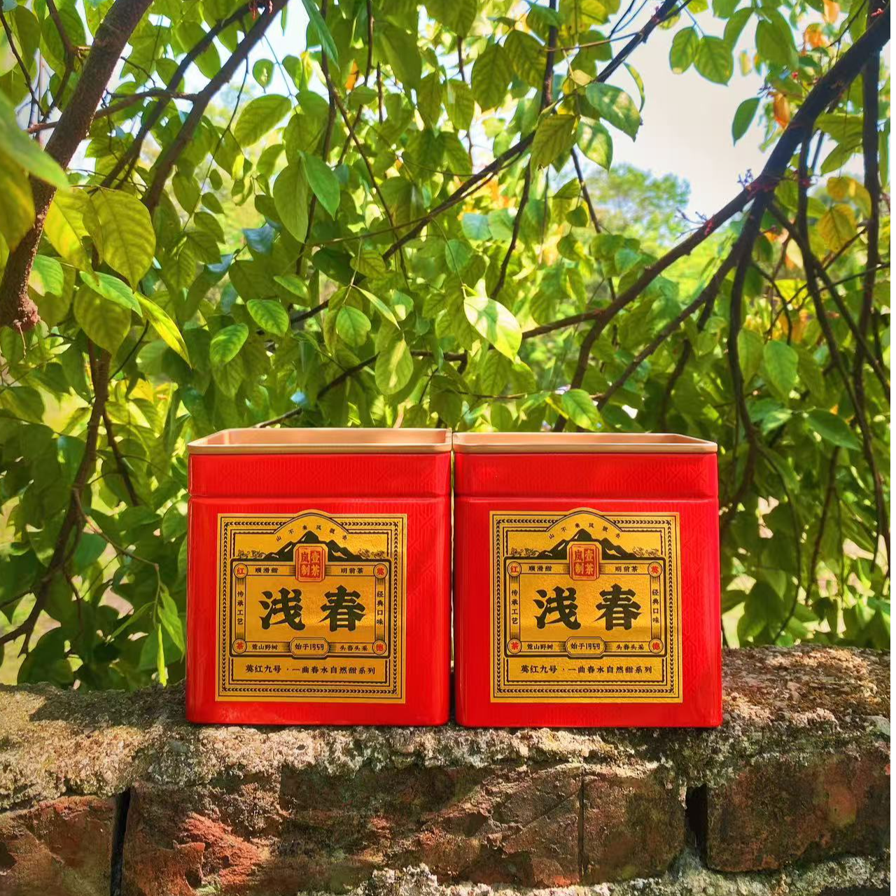 【头春头采】浅春明前春茶顺丰包邮英德红茶英红九号源头茶叶好茶