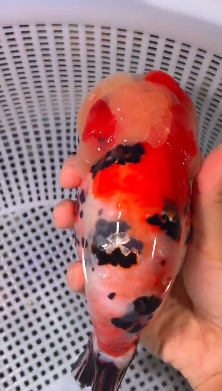 金鱼（运费到付，马印灯下展示）福州追鱼兰寿金鱼