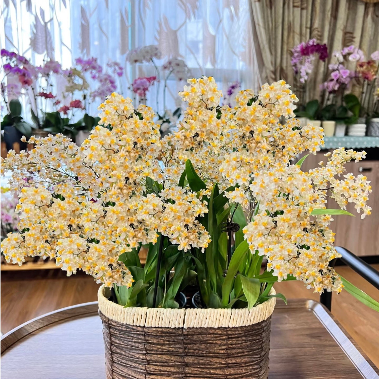 【黄梦宇】罗曼香梦香兰 全场鲜花任意满两单及以上包邮