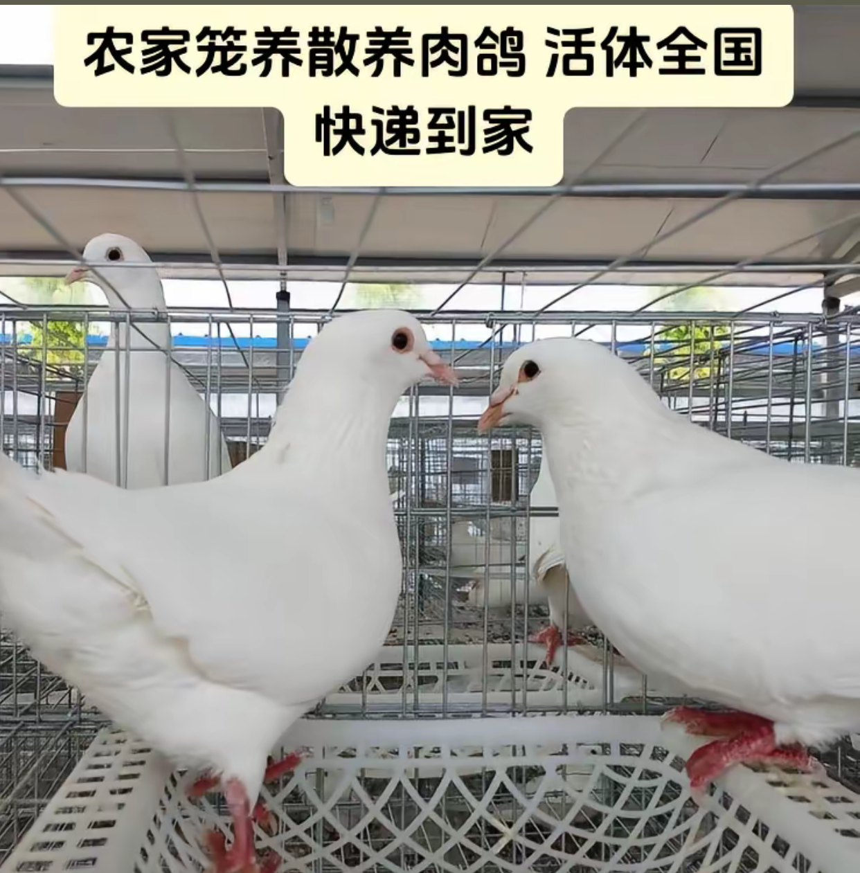 种鸽保姆鸽可下蛋鸽子  链接