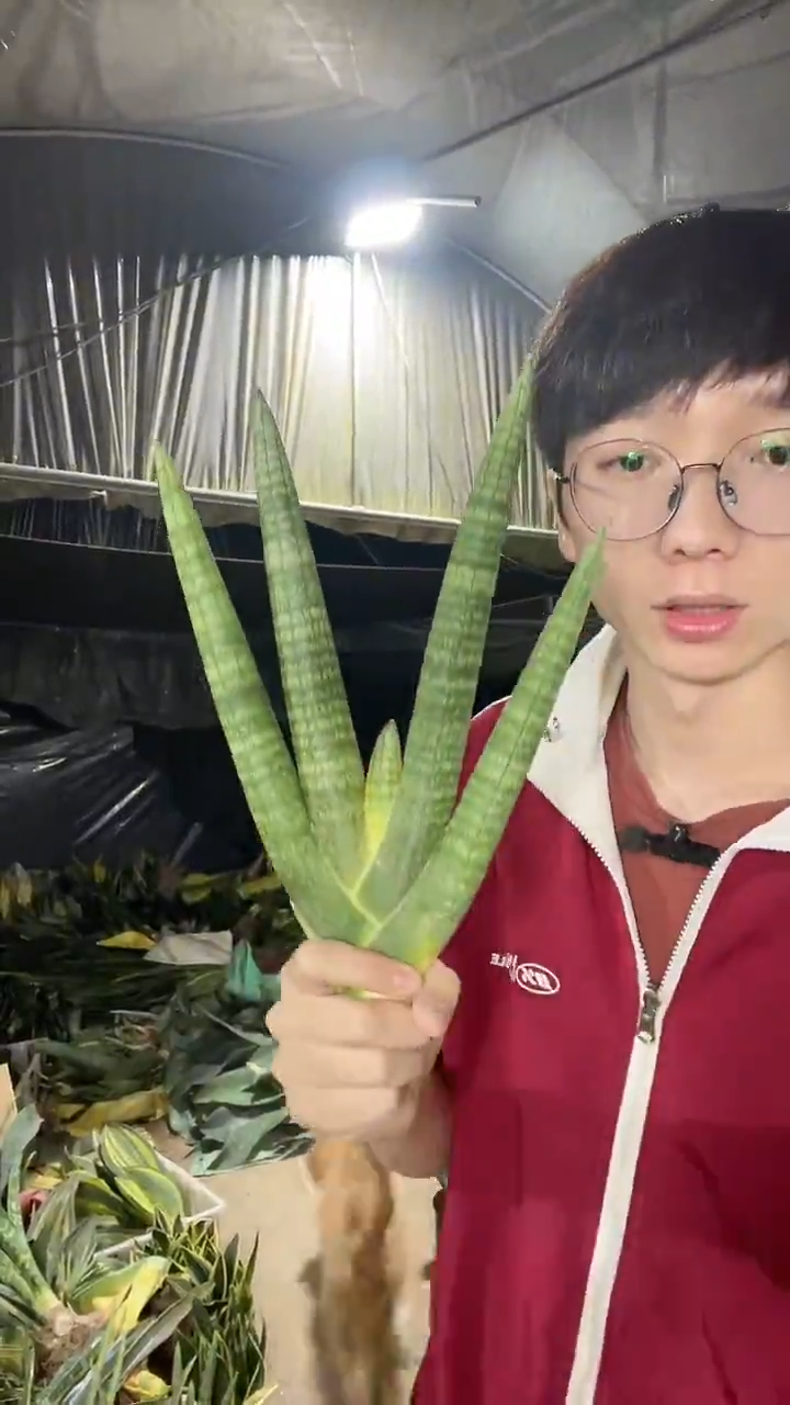 4叶粗壮佛手兰裸根9.9