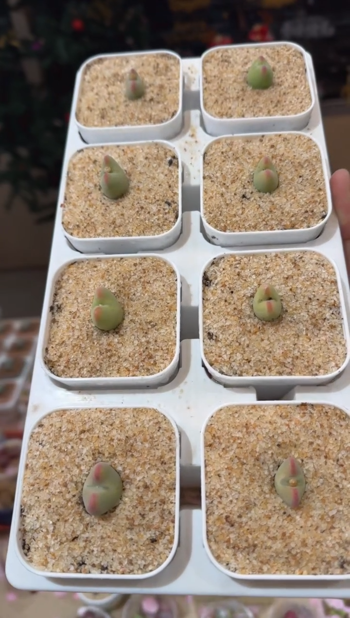 190多肉植物肉锥桃割娘杂交一颗