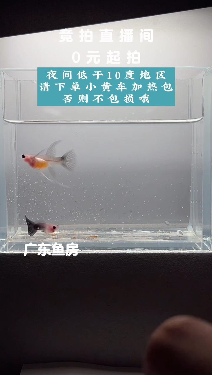 孔雀鱼超透C玻璃短体一对编号16