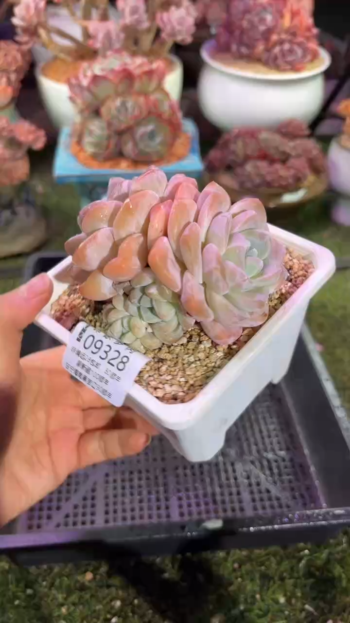 【闪购商品】09328