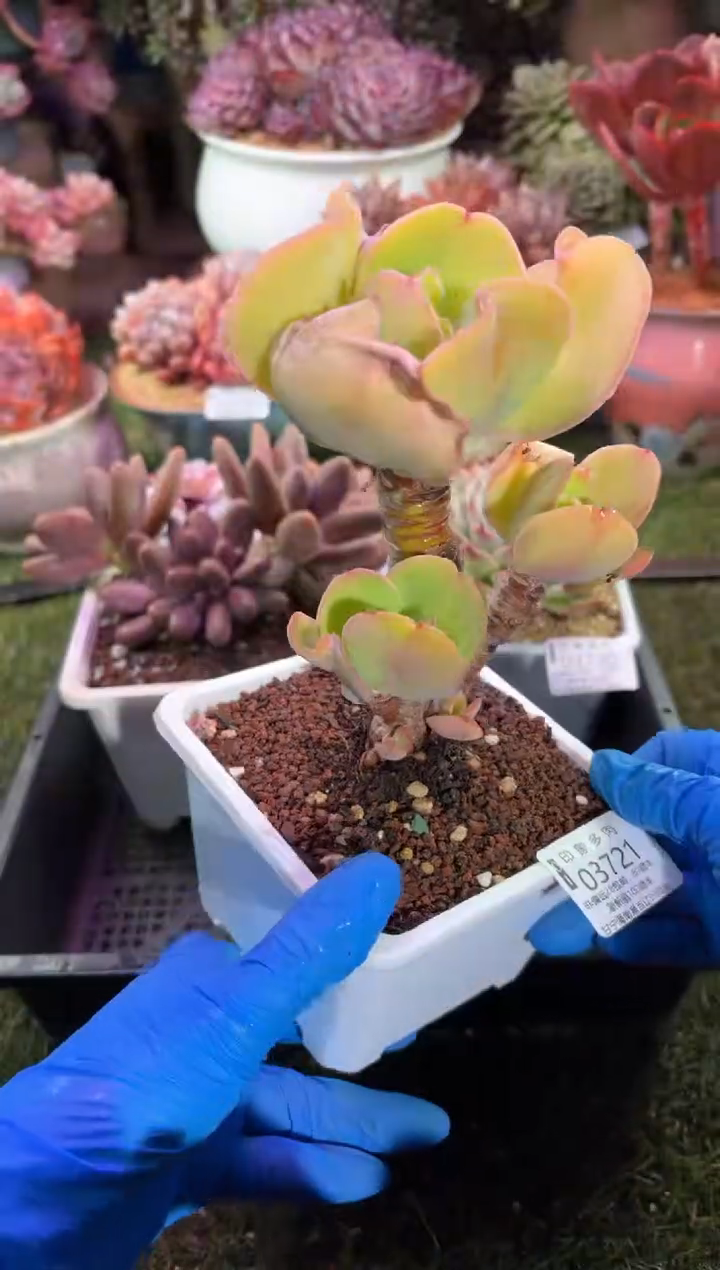 【闪购商品】03621