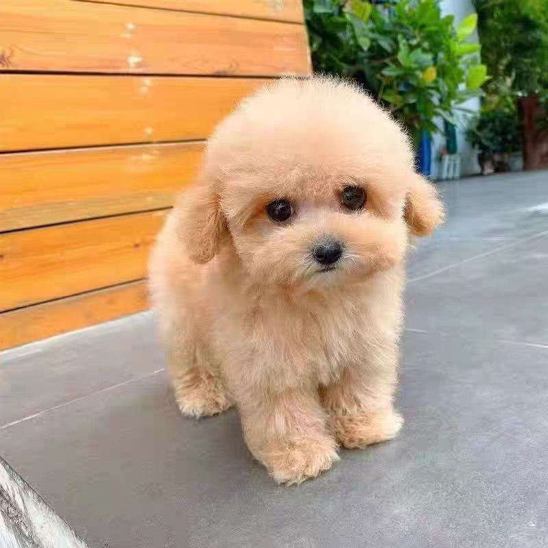 博美犬小型犬黄白色宠物