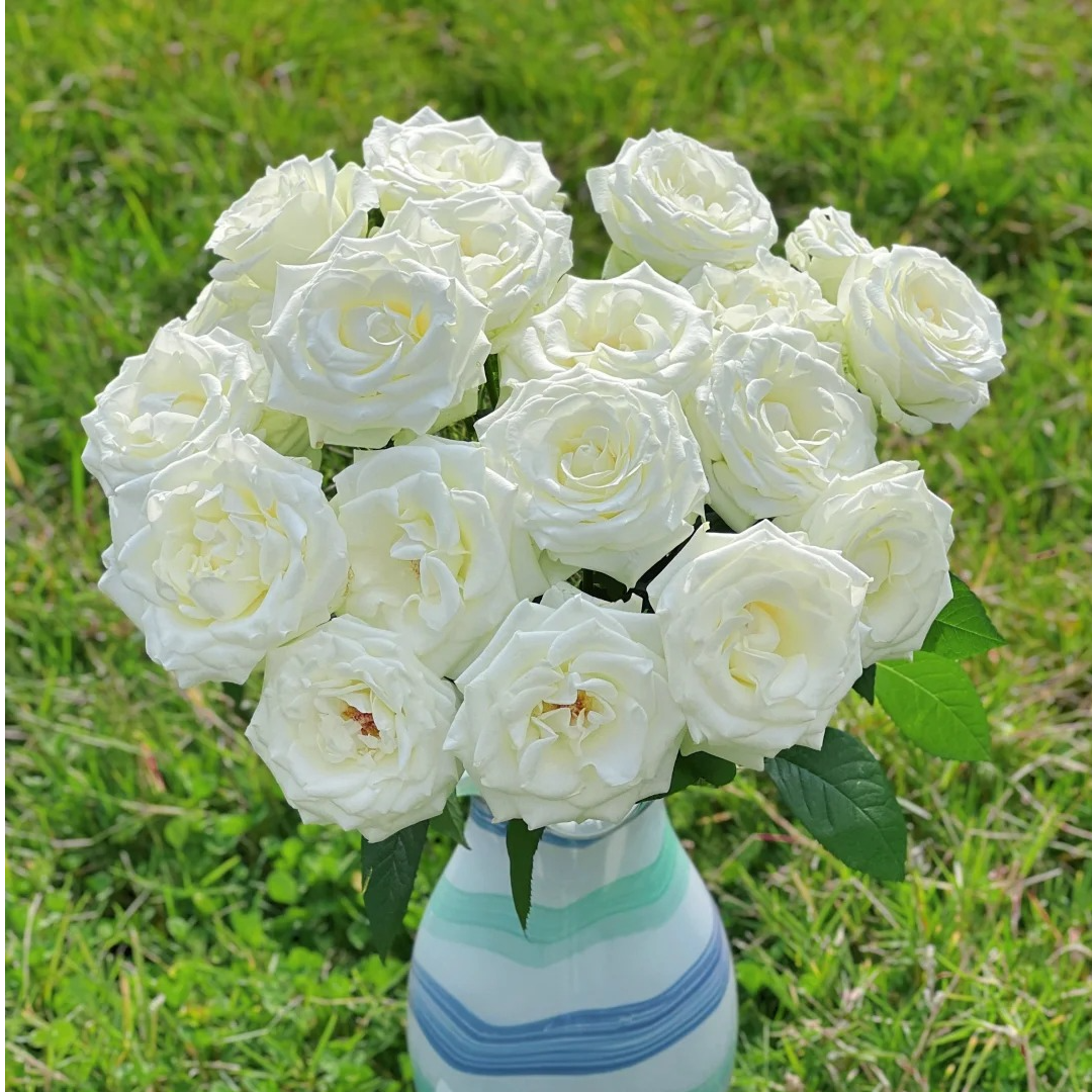 A级【骄傲单头玫瑰】鲜切花两单普快三单顺丰冷链云南基地直发玫瑰