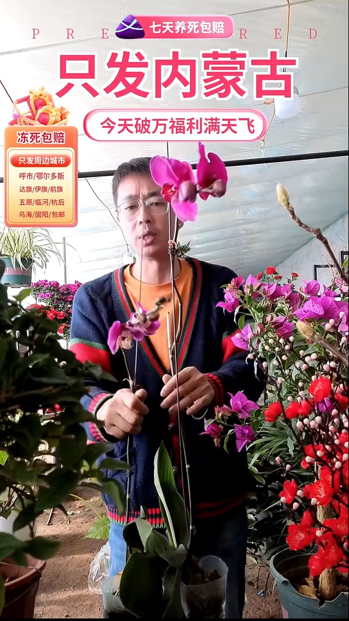 完全开放紫色蝴蝶兰两颗送盆