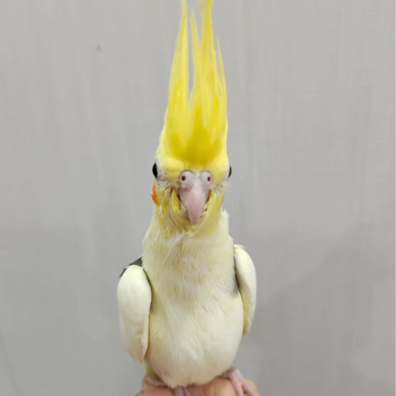 手养玄凤鹦鹉活体一物一拍