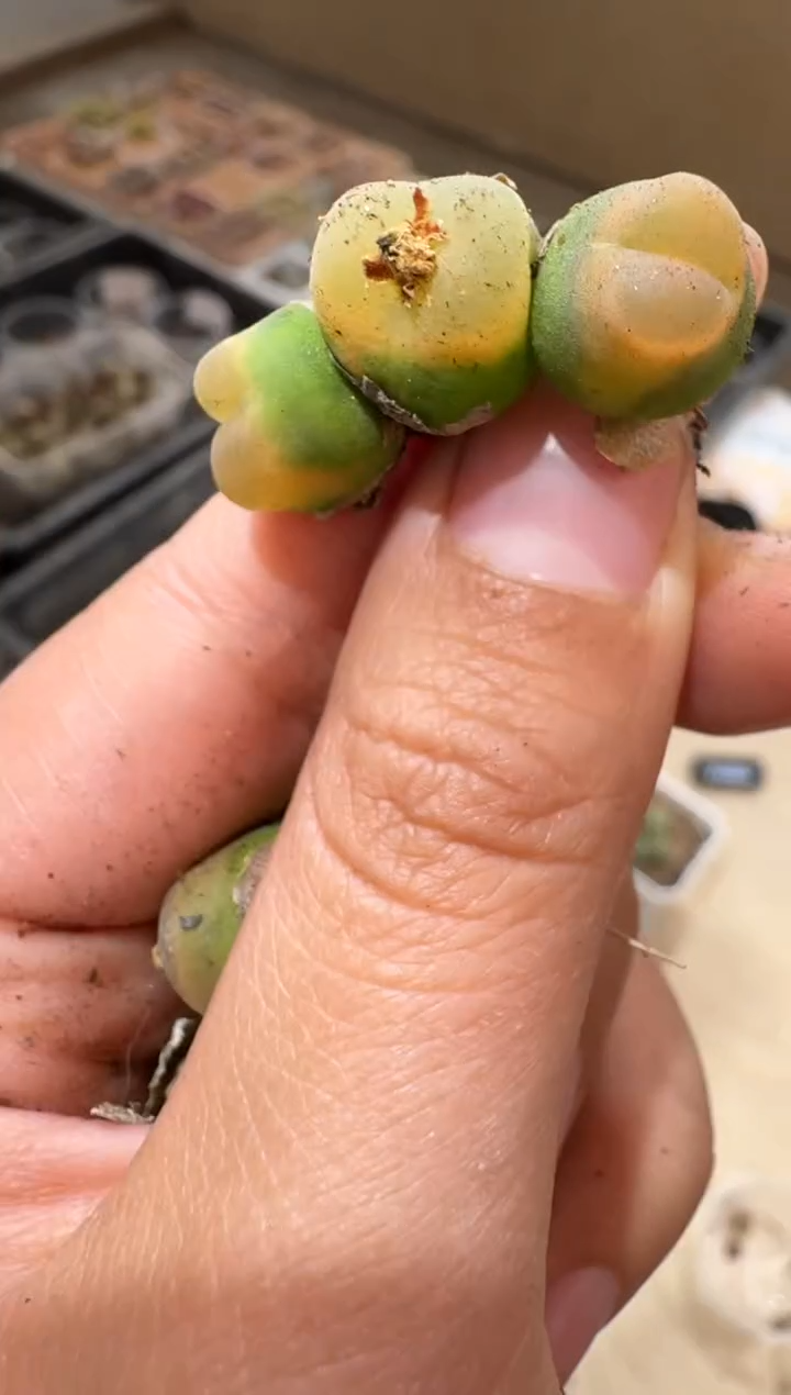 9-234多肉植物肉锥o泡一颗