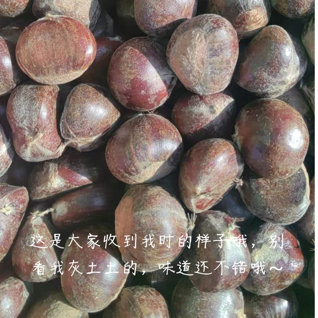 小蘑菇家优选迁西老树板栗（特选）顺丰包邮