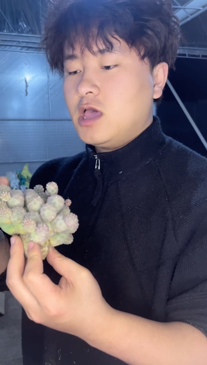 【闪购商品】一物一拍 30头起发 习志野【无根】