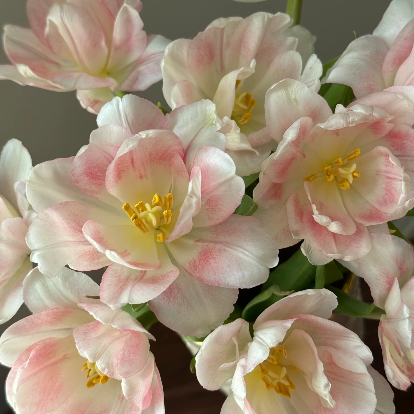 樱花千层郁金香10支