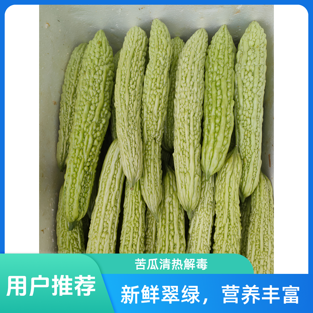 重庆山地苦瓜现摘现发新鲜蔬菜包邮