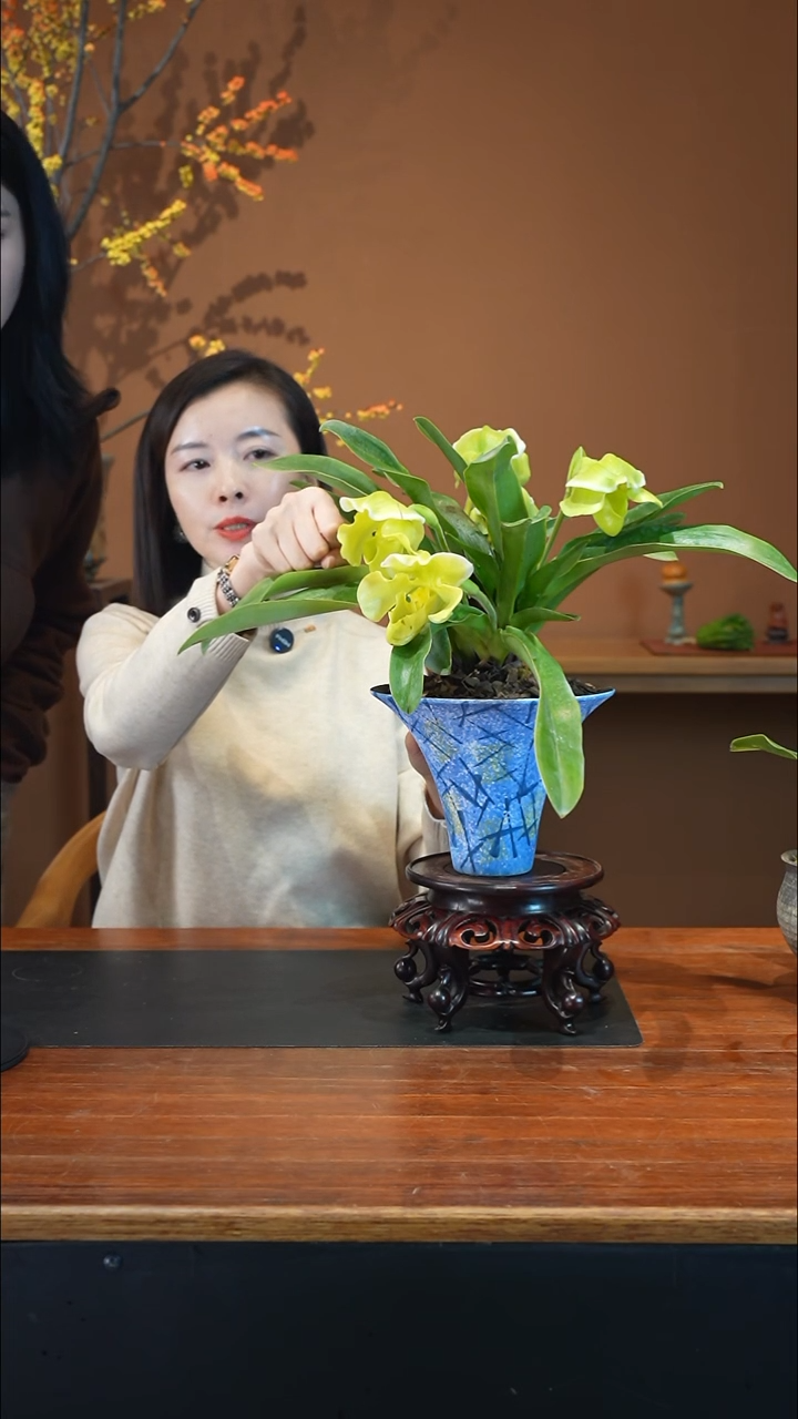 全部花朵绿肉饼4枝蓝盆盆景盆景盆景