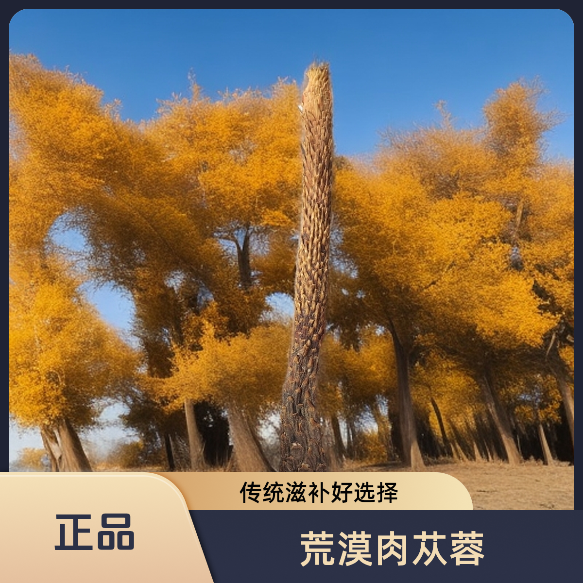 【正品肉苁蓉】单根200克以上的来自于塔克拉玛干沙漠的荒漠肉苁蓉