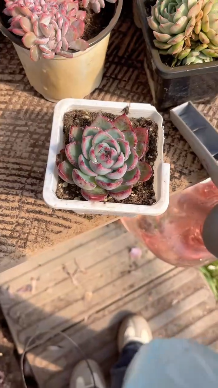 暗*跃跃精品多肉30106