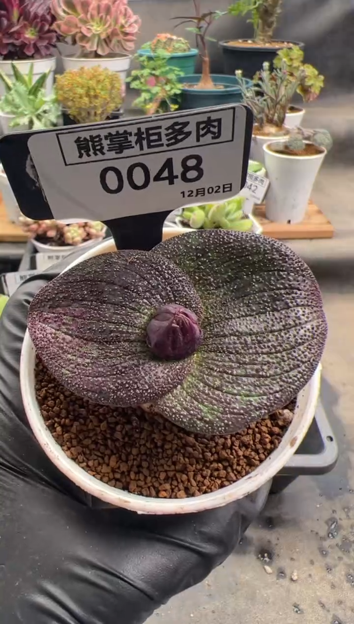 0***、1202-48-紫镜母本带盆土