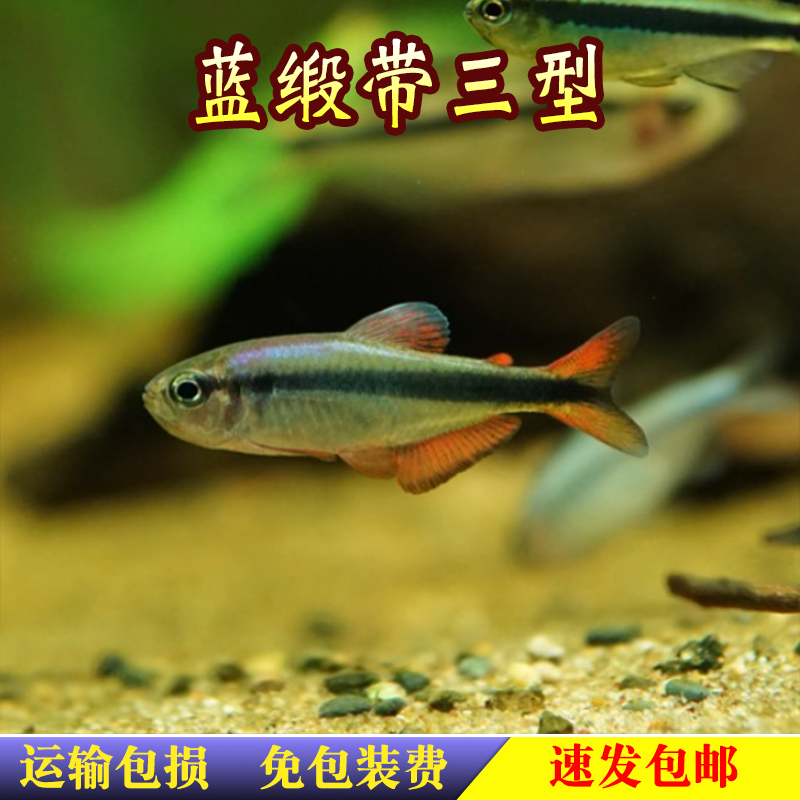 蓝缎带三型3型南美灯科鱼热带小型观赏鱼高端青魔鬼群游淡水活体