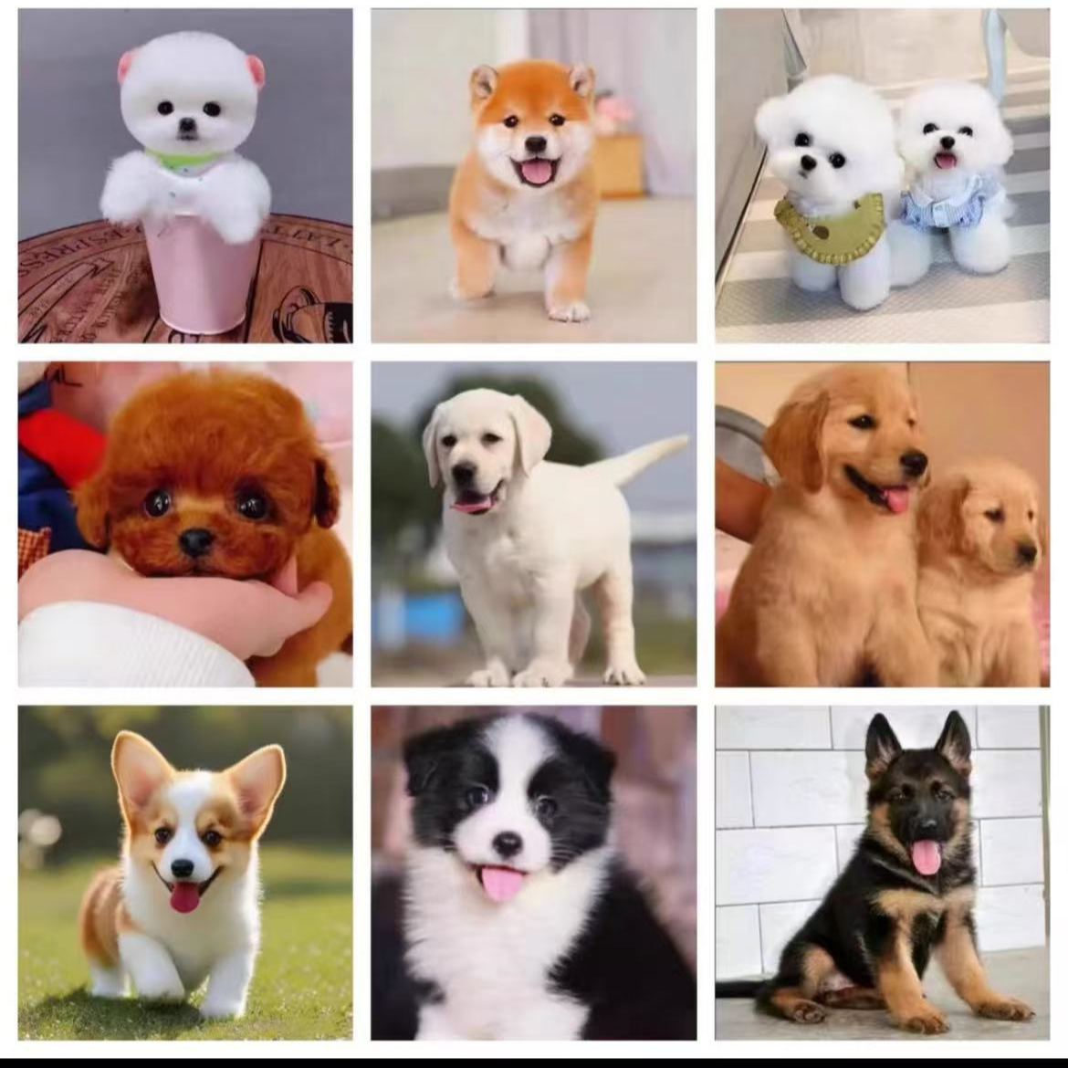 宠物相册定金拍前联系客服