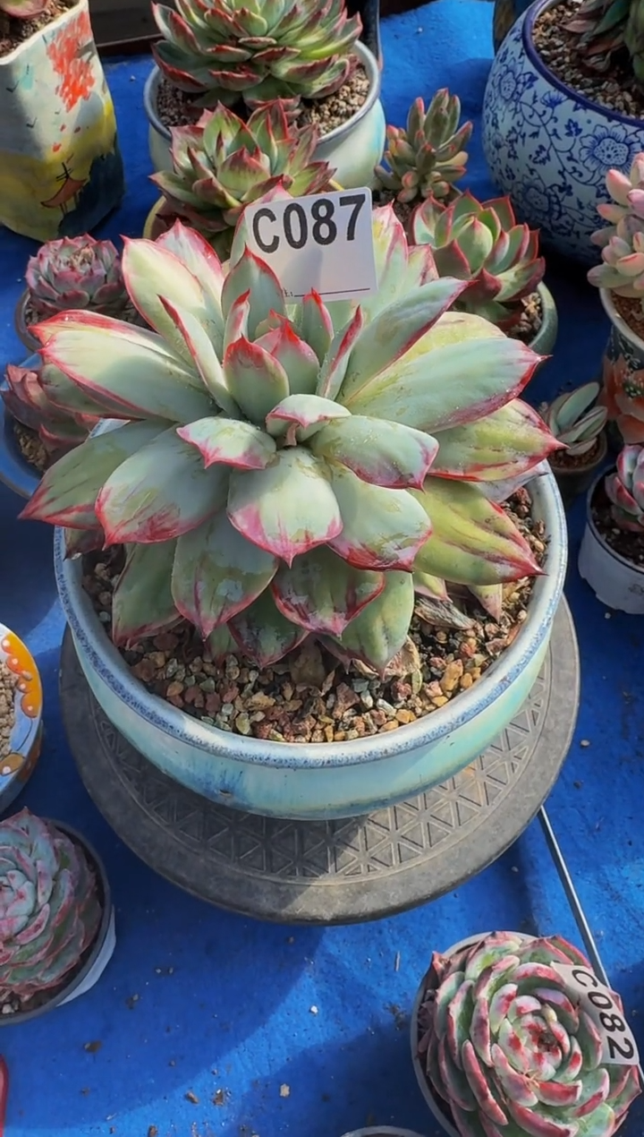 C087惊鸿仙子----