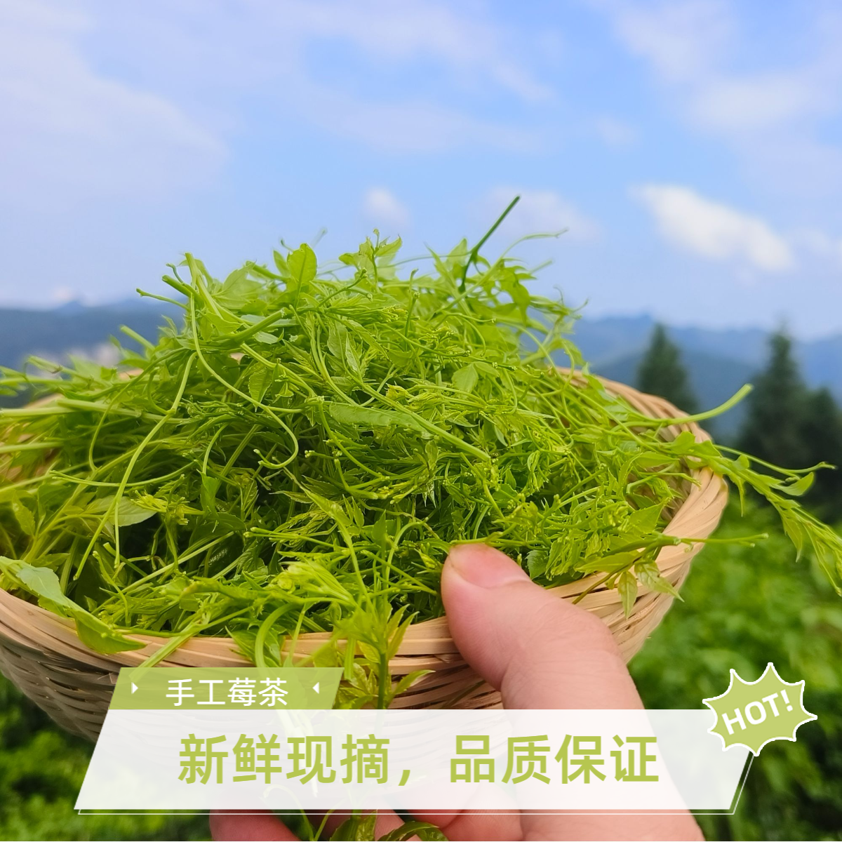 张家界罗塔坪茶农自产自销特级芽尖莓茶藤茶