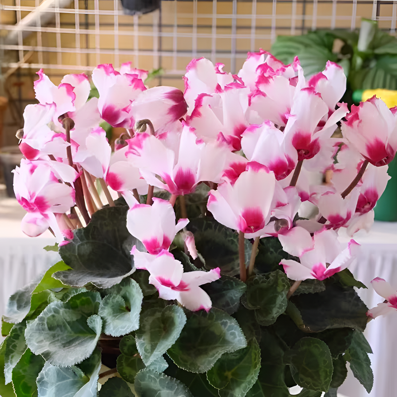 【维多利亚】 0.5加仑F1代大花仙客来带花带花苞发货原盆原土