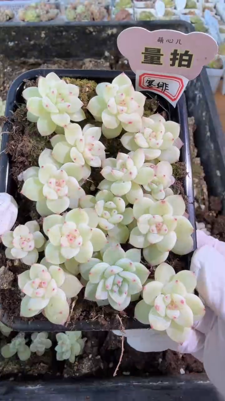 寒绯切糕1盒 量拍多肉植物