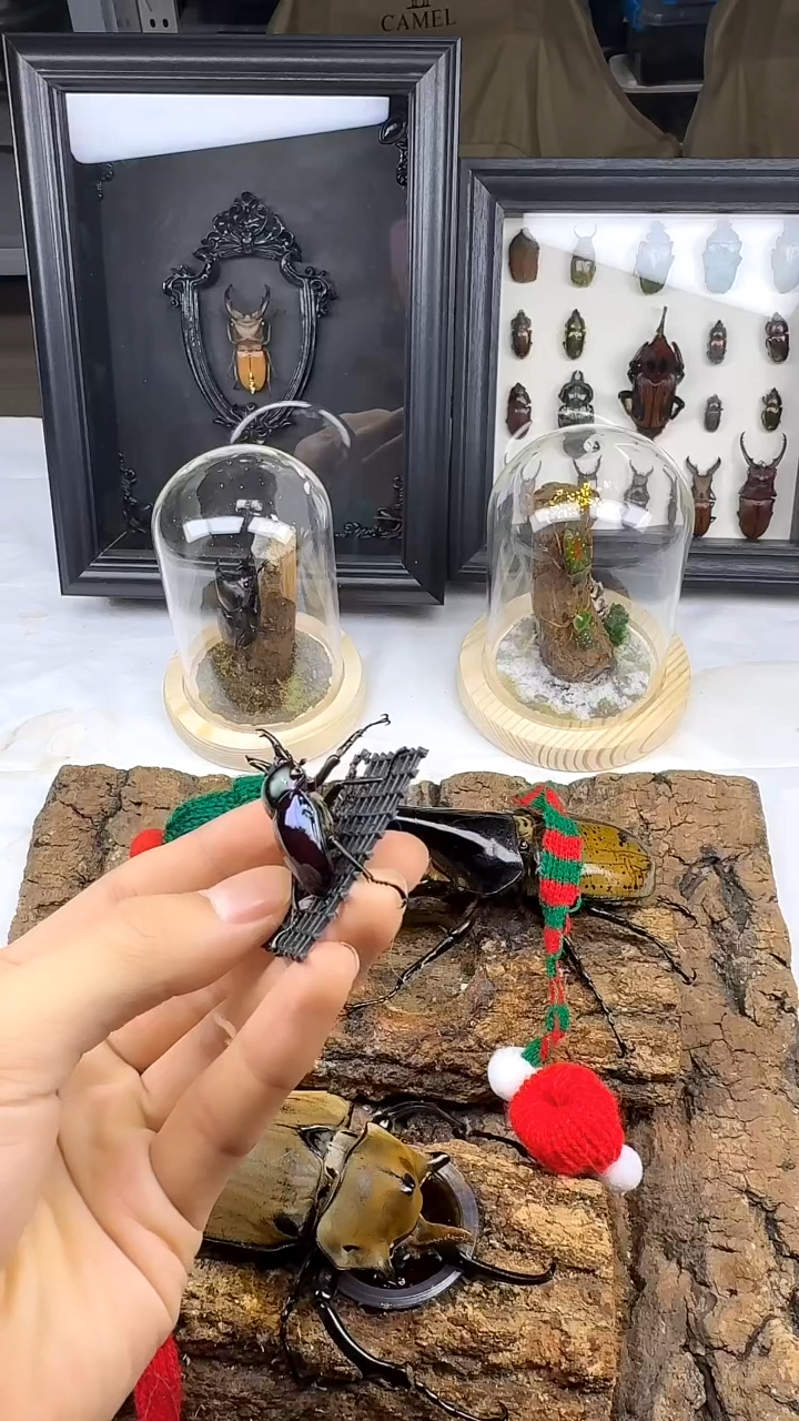 彩虹锹甲公虫一只