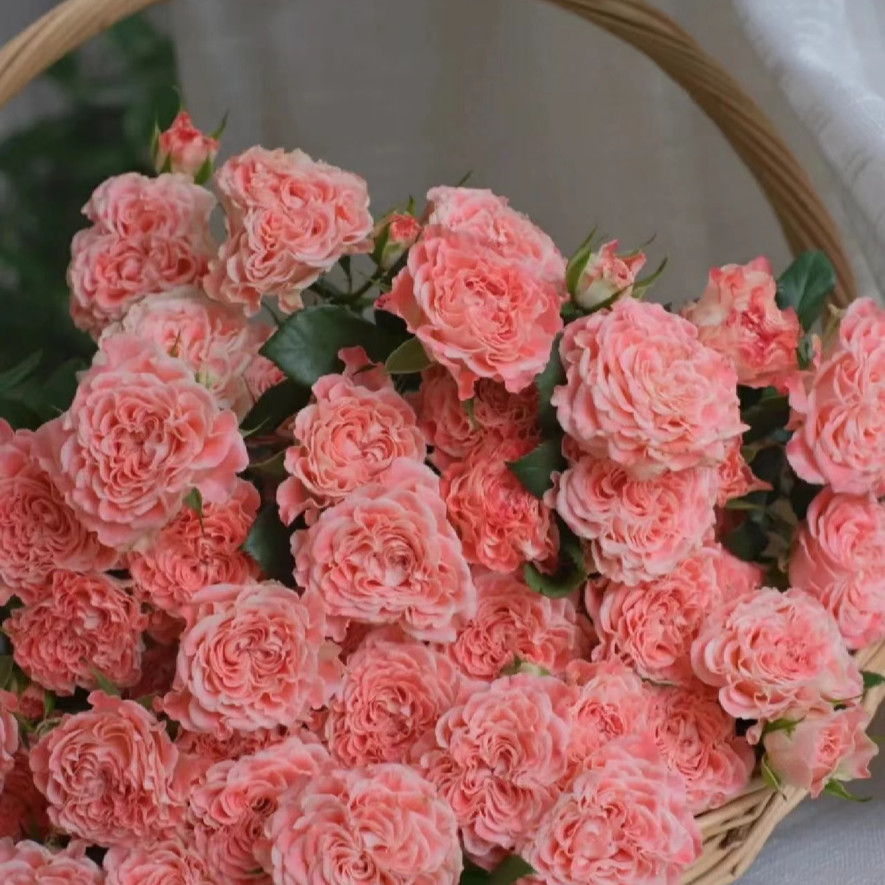 【云南鲜花】小仙女 多头玫瑰 任意两单顺丰快递