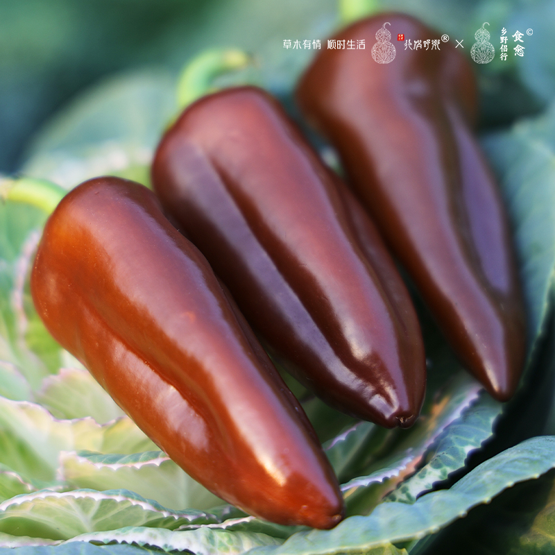 【乡野侣行·焦糖小甜椒】新鲜水果甜椒1000g甜椒脆多汁新鲜采摘